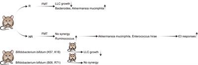 Gut–lung axis: role of the gut microbiota in non-small cell lung cancer immunotherapy